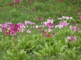 ��֑��APrimula japonica