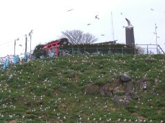 ���ˎs�����E�~�l�R�ɐB�n