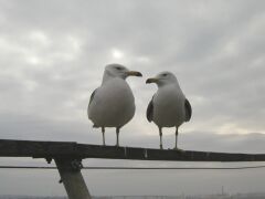 ���ˎs�����E�~�l�R�ɐB�n