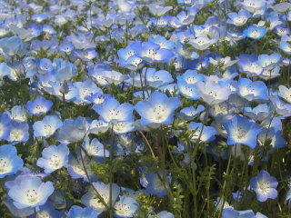 �l���t�B���@�C���V�O�j�X�u���[