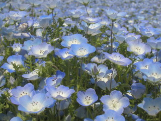 �l���t�B���@�C���V�O�j�X�u���[