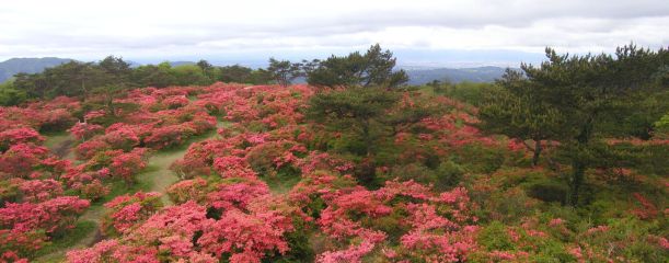 2007-05-28 ���ĎR �i�������c���S���쒬�����j