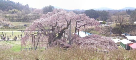 ��� �p�m���}�ʐ^